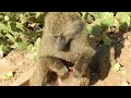 smart monkey baboon eating cactus fruit know how to remove thorns video