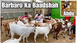 Barbaro Ka Baadshah With His Barbari Khassi Bakre at JD Goat Farm Feat. Hysham Bhai’s Abdu