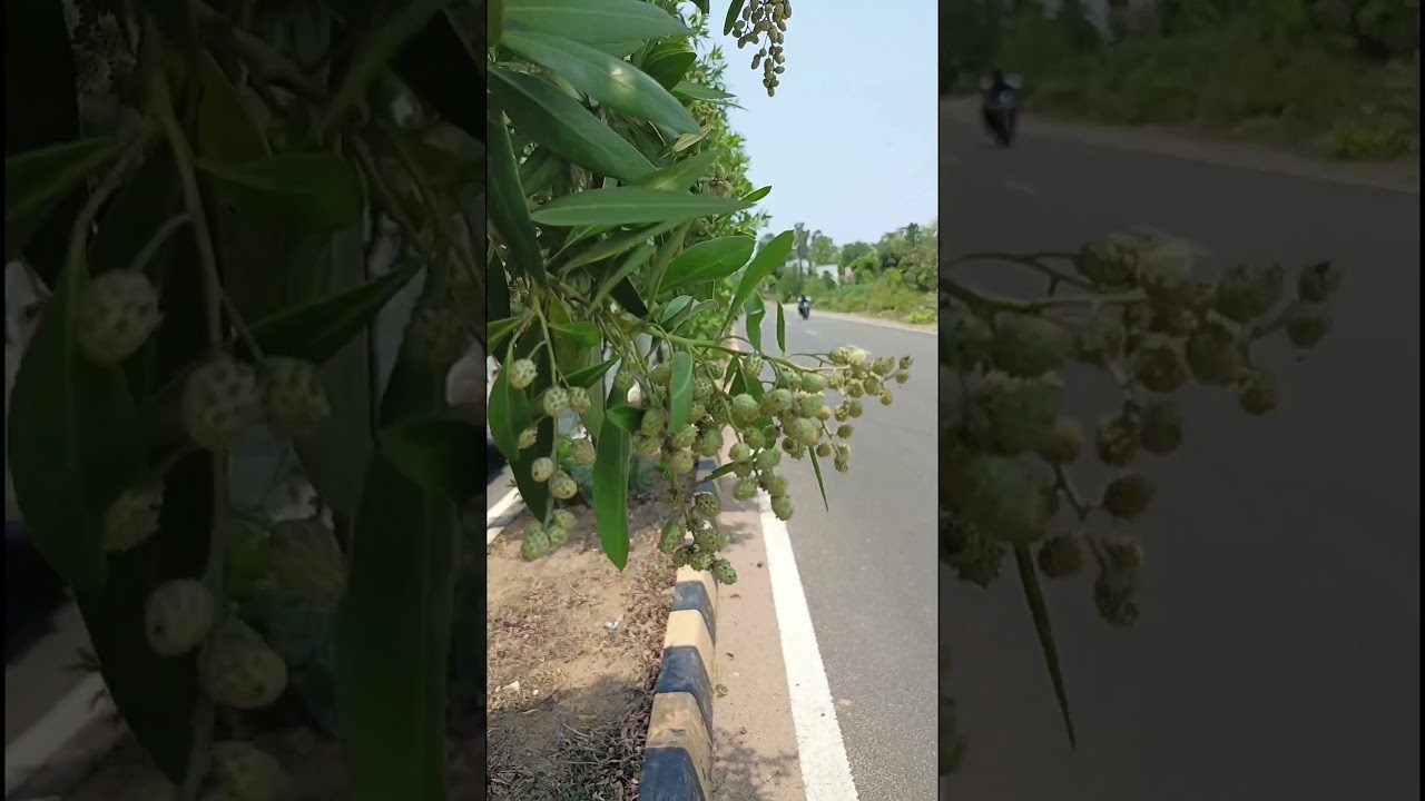 Road side Avenue plantation of Conocarpus lancifolius (Combretaceae family)