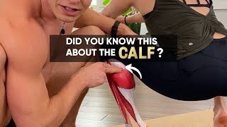 Anatomy of the calf muscles #calves