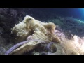 Buceo Malta - Cirkewwa Buceo Nocturno