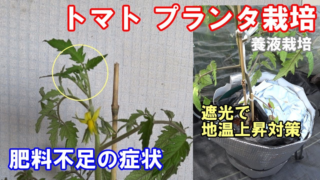 トマトプランタ養液栽培 02 肥料不足の症状 地温が関係 Youtube