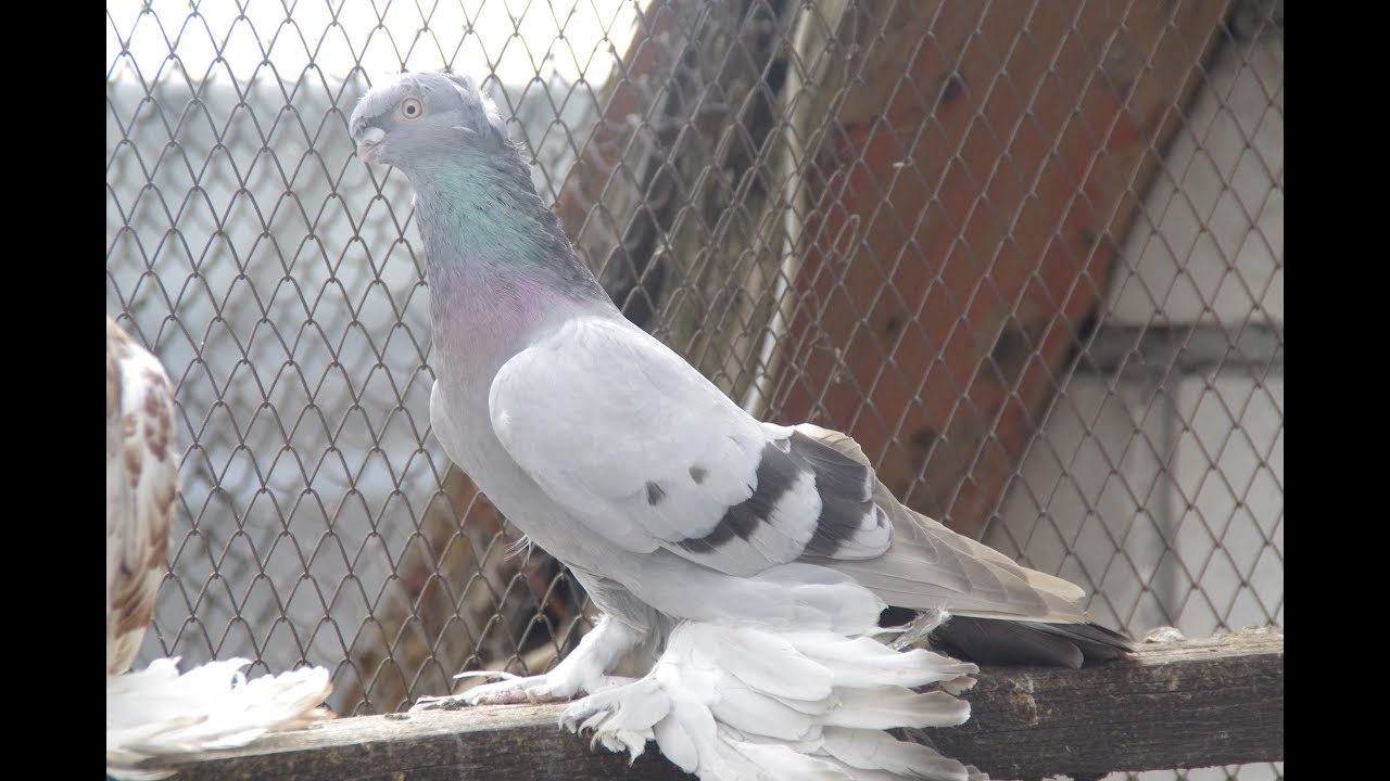 Германия, голубиный базар г.Weilburg, 26.01.25г.1 часть