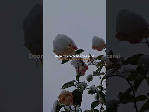 Dilshad Yawar Abdal|#dilshad