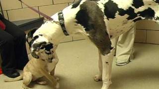 Adopt from FWACC