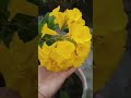 पूजा के लिए ऐसे तोड़े पुष्प। भगवान शिव के प्रिय पीले पुष्प। #pradeepmishra #pandit_pradeep_ji_mishra