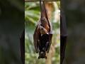 Large Flying Fox - The Sky’s Giant Architect #nature #bat