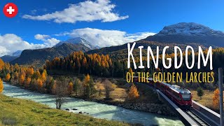 The golden larches of Engadin Switzerland - things you need to see