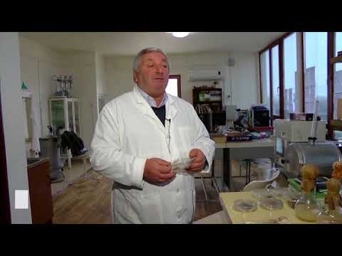 არის თუ არა აზიური ფაროსანა მცენარეებში დაავადების გადამტანი