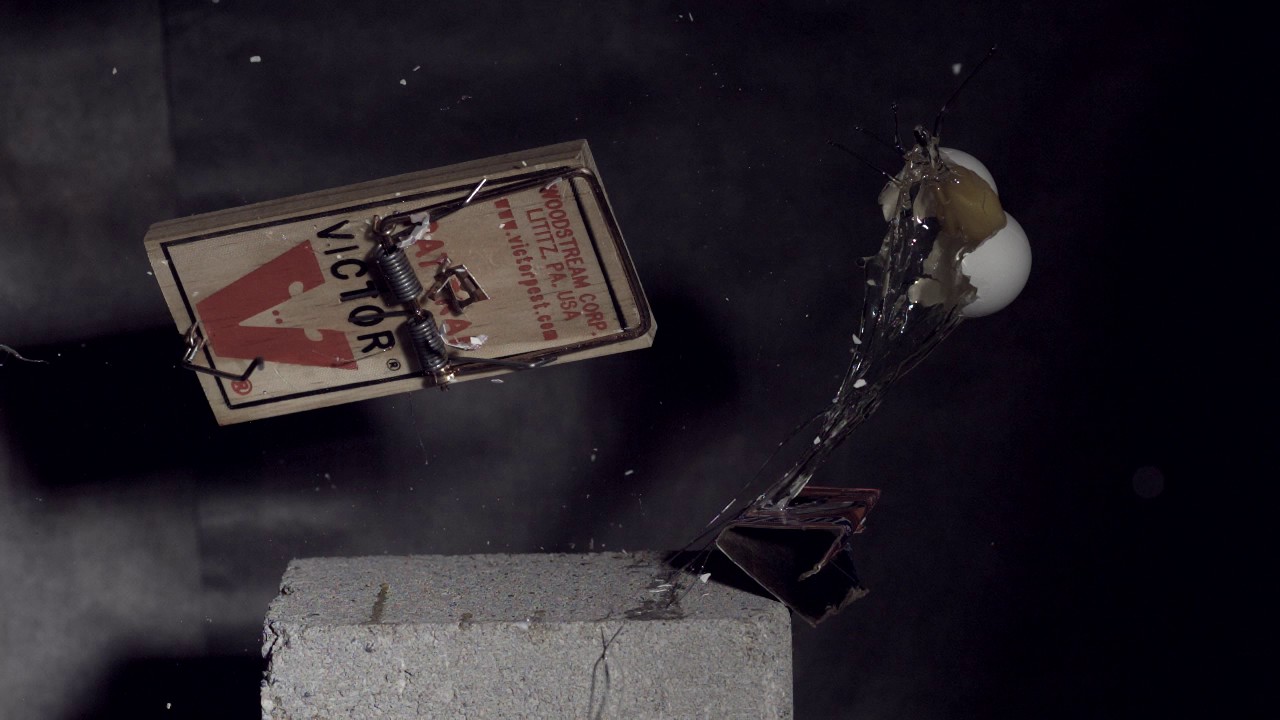 An egg meets a rat trap (perpendicular angle) in slow motion