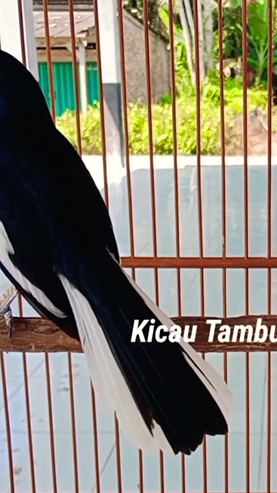 Terapi menaikan mental kacer cepat On konslet