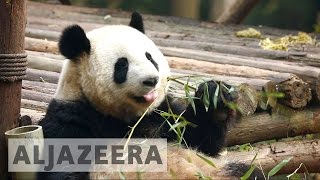China's wild pandas under threat
