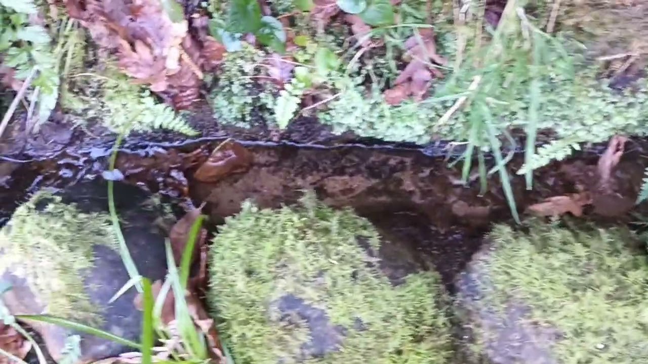FONTE da TELLEIRA.Cambre.Galicia.España