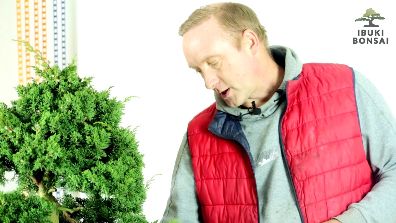 PRZESADZANIE BONSAI (jałowiec) Ibuki 6 YouTube