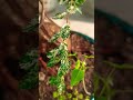 #greeplant #bonsai