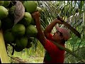 Hechos del Agro - Cultivo de coco enano