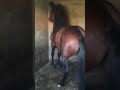 ترابي حصان بركي محروك ناشط داخل المربط