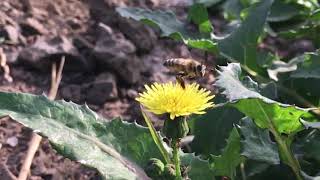 Bees in slow motion   shot on iPhone at 240fps