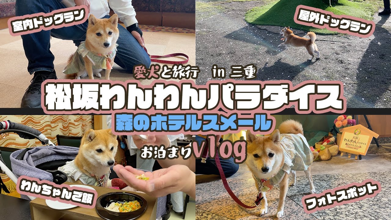 【愛犬と旅行】豆柴ことりと行く、松坂わんわんパラダイス森のホテルスメールの旅