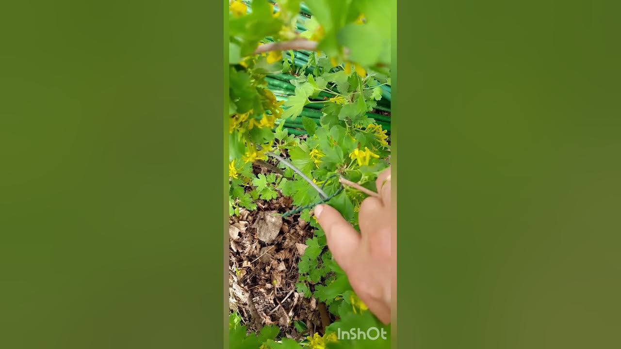 Подвязка смородины. - YouTube