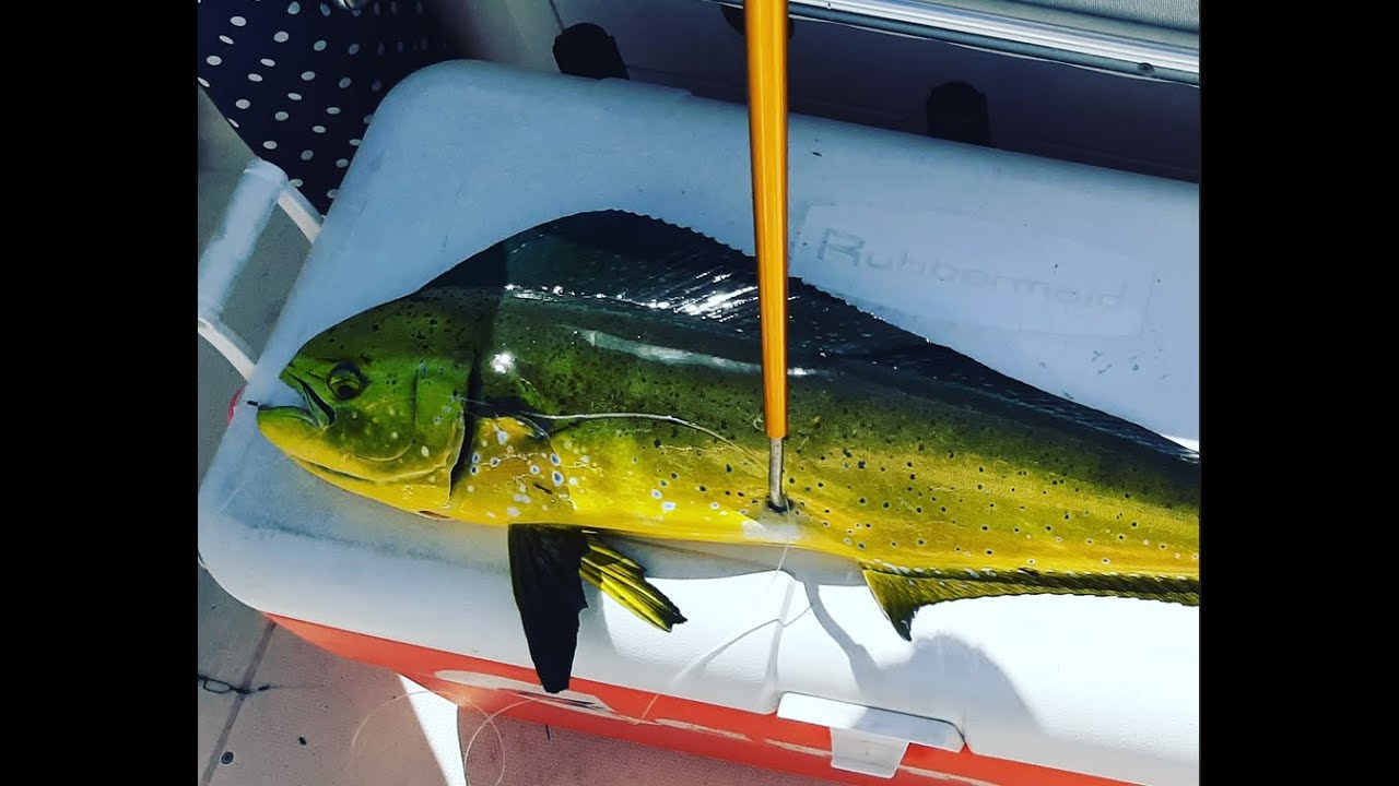 mahi☆kima　3点 It is Mahi Mania here in the Lower Keys! Watch and see what we