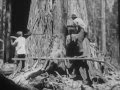 As previously felled giant sequoias manually