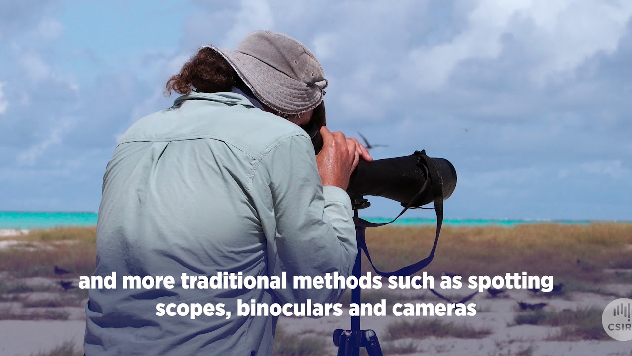 Birds of Ashmore Reef Marine Park