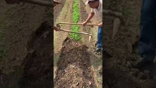 #farming #satisfying #gardentips #agriculture #garden #gardening #cuttingskills #vegetables