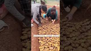 Cara Unik China Menanam Jahe Sangat Rapat