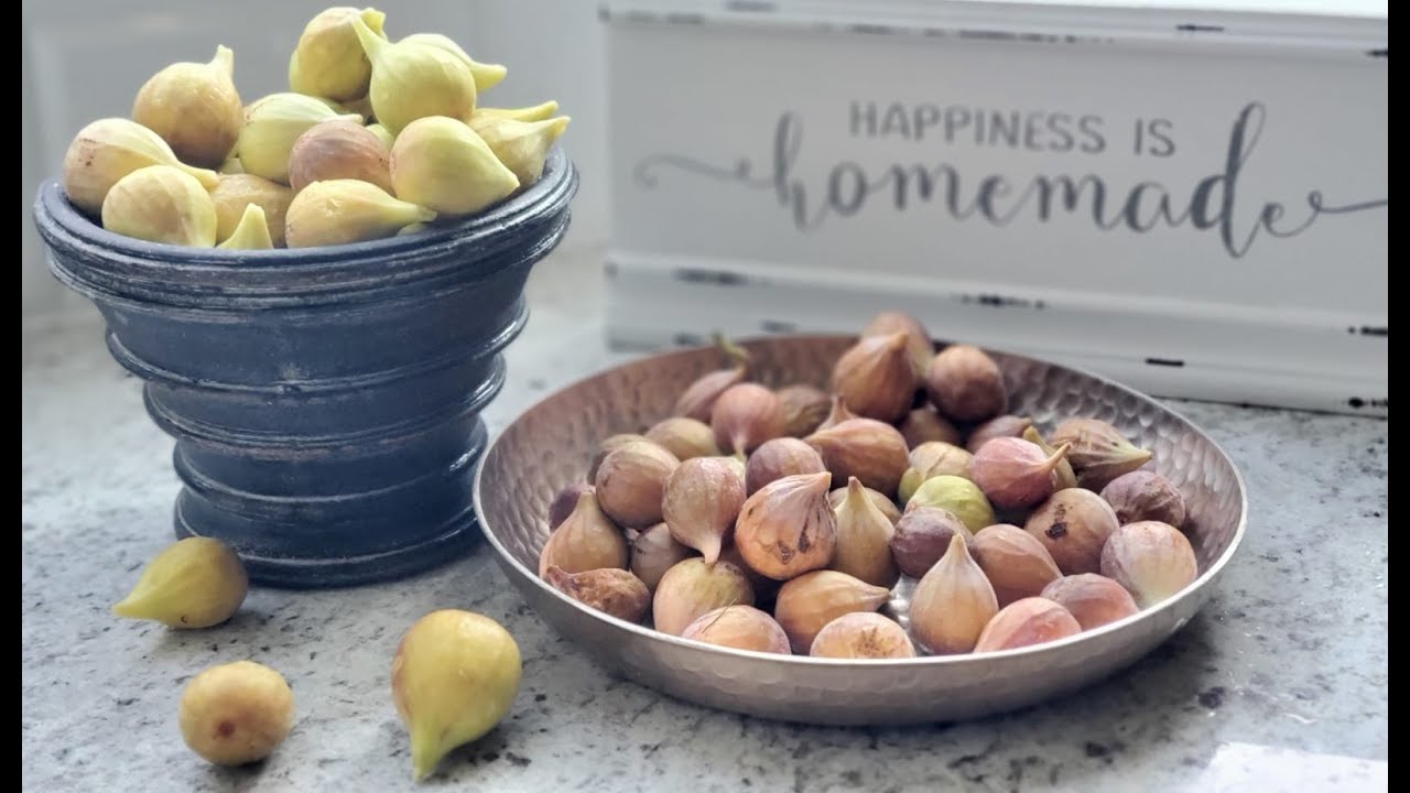 Fig Harvest along with some veggies - YouTube