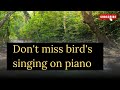 Did you hear the bird's singing while my son played piano/Nurtureyourinnerhealth/soothing music