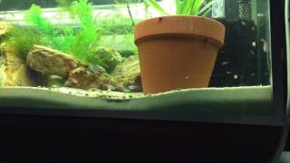 Time lapse of a algae wafer.