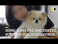 Hong Kong pet dog belonging to Covid-19 patient tested ‘weak positive’ for coronavirus