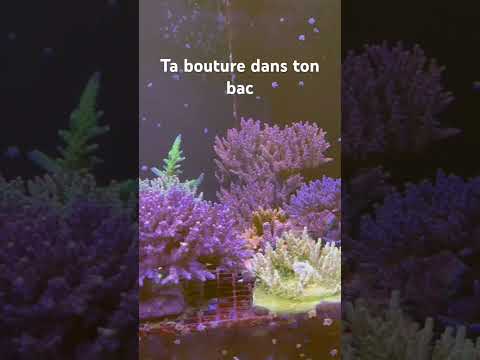 Nej Double Je Les Boutures Aquarium Reeflife Fish Aquaticpets Reef