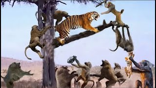 Angry Monkey Provokes Tiger Relentlessly – The Tiger’s Powerless Against the Monkey’s Trickery!