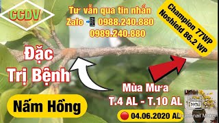  CCDV # 088: Đặc Trị Nấm Hồng Trên Cây Mai Vàng T.5 AL | H. Bình Chánh, Tp.HCM ||CCDV. 24.07.2020