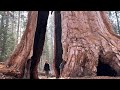 Walking through 2000 year old trees sequoia national park