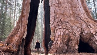 Walking through 2,000 Year Old TREES: Sequoia National Park