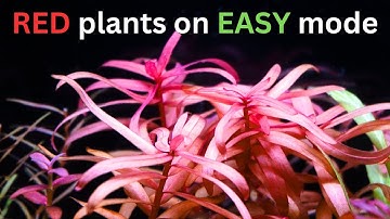 EASY MODE Red Plants with no Filter or CO2? Algae Free Red Nano Tank!