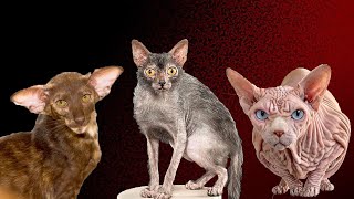 The Ugliest Cat Breeds. Here Scientists Have Definitely Messed Up !!!