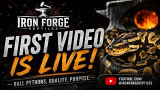 Inside My Ball Python Collection | Iron Forge Reptiles