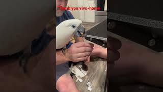 Buster the help-a-too @vivohome parrot builds bird cage