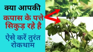 कपास के पत्ते सिकुड़ने का कारण व रोकथाम, cotton farming,kapas me patte sikudne ka karan v upay