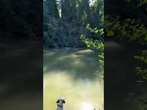 Video: I cani da acqua si liberano?