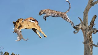 OMG! Lions Really Want To Save Impala From Five Cheetah Hunting? King Lions Steal Prey of Leopard