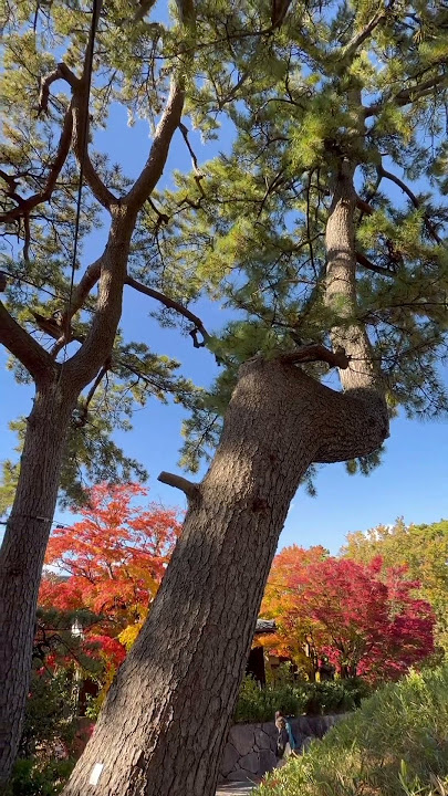 Stone Lion Guards Niigata Japan’s Hakusan Park’s Blazing Fall Foliage on Shichi-San-Go Festival Day