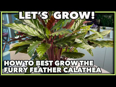 Vidéo: Will Calathea Grow Outdoors - Apprenez à prendre soin des Calatheas dans le jardin