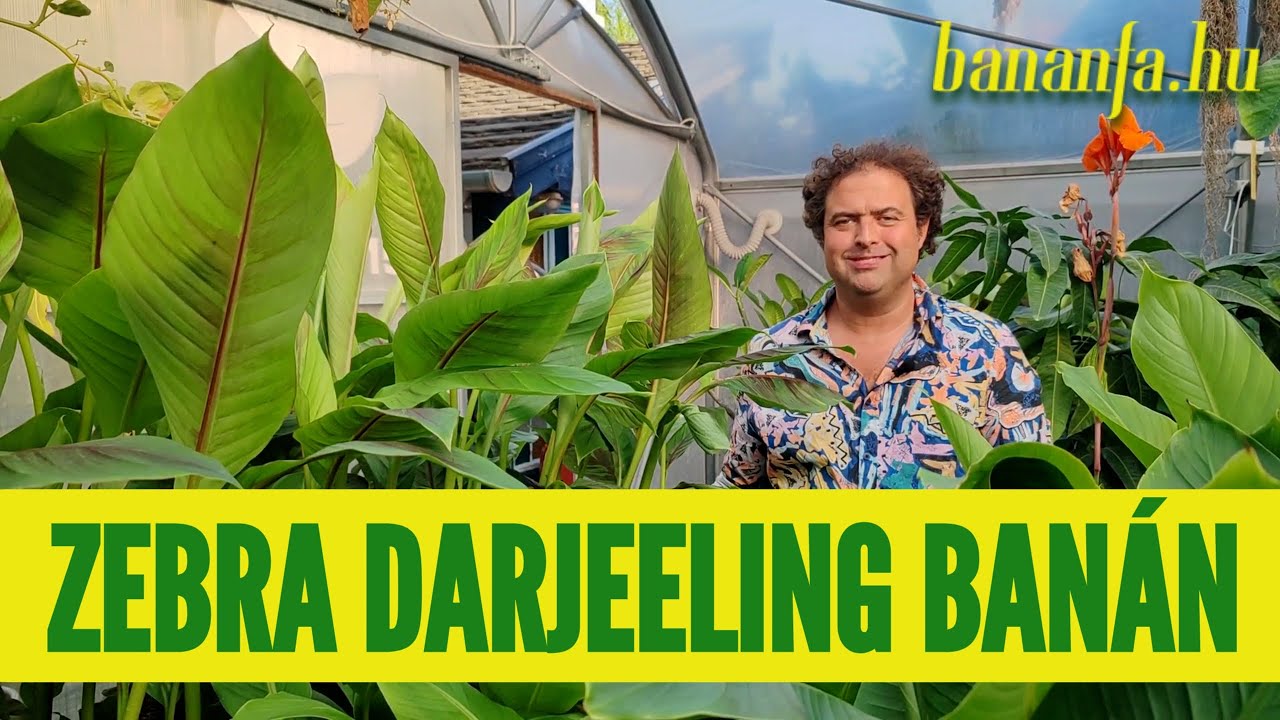 Miért szeretjük a Musa sikkimensis ’Ever Red’-et, azaz a zebra darjeeling banánt?