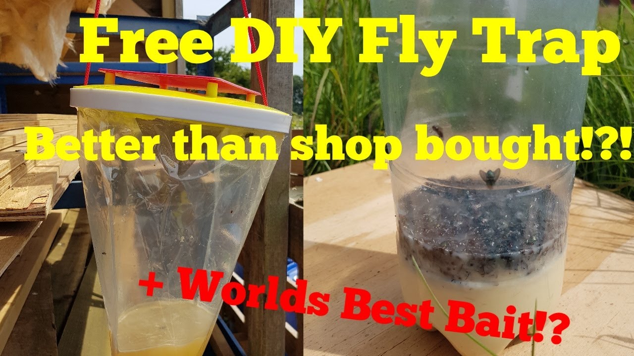 Making the best DIY fly trap, with the 