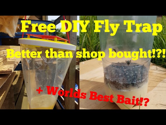 Making homemade black fly traps! #blackfly #trap #homemade #diy #theya